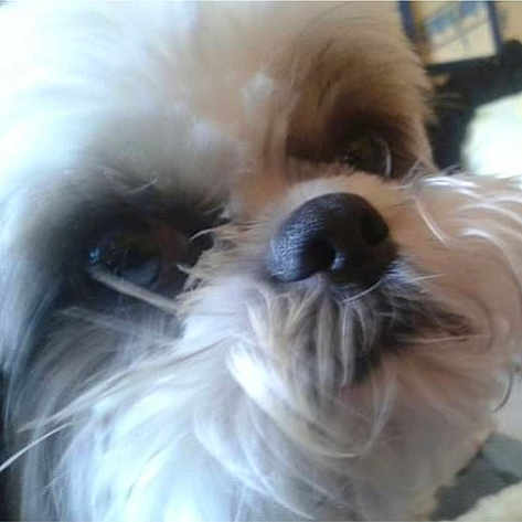 Fiby