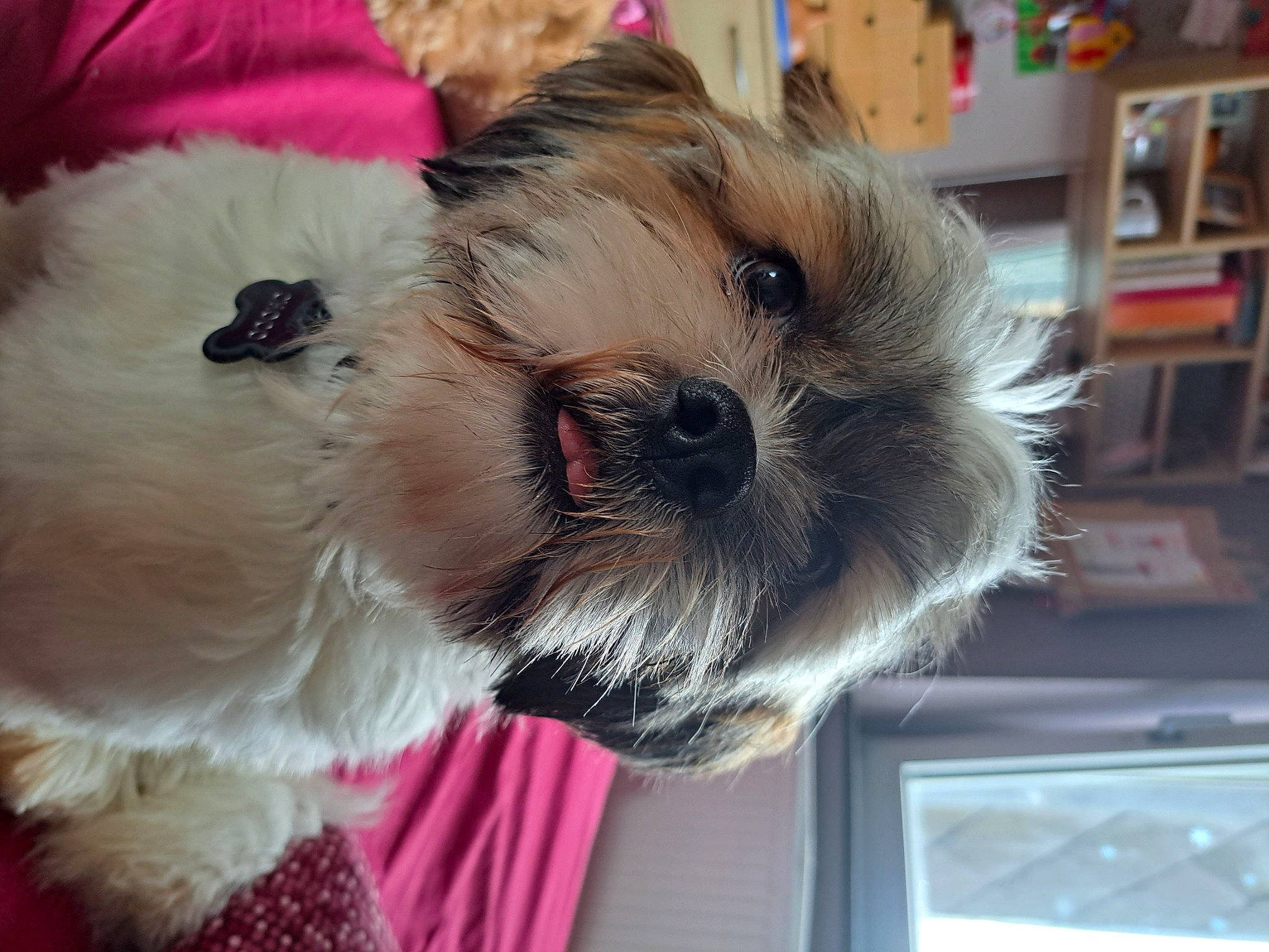 Choco participe au concours pour gagner de l'argent avec cette photo : bookcase, camera, carnivore, collar, companion_dog, dog, dog_breed, dog_clothes, dog_collar, dog_supply, fawn, liver, pet_supply, picture_frame, shelf, shelving, small_terrier, snout, toy_dog, working_animal