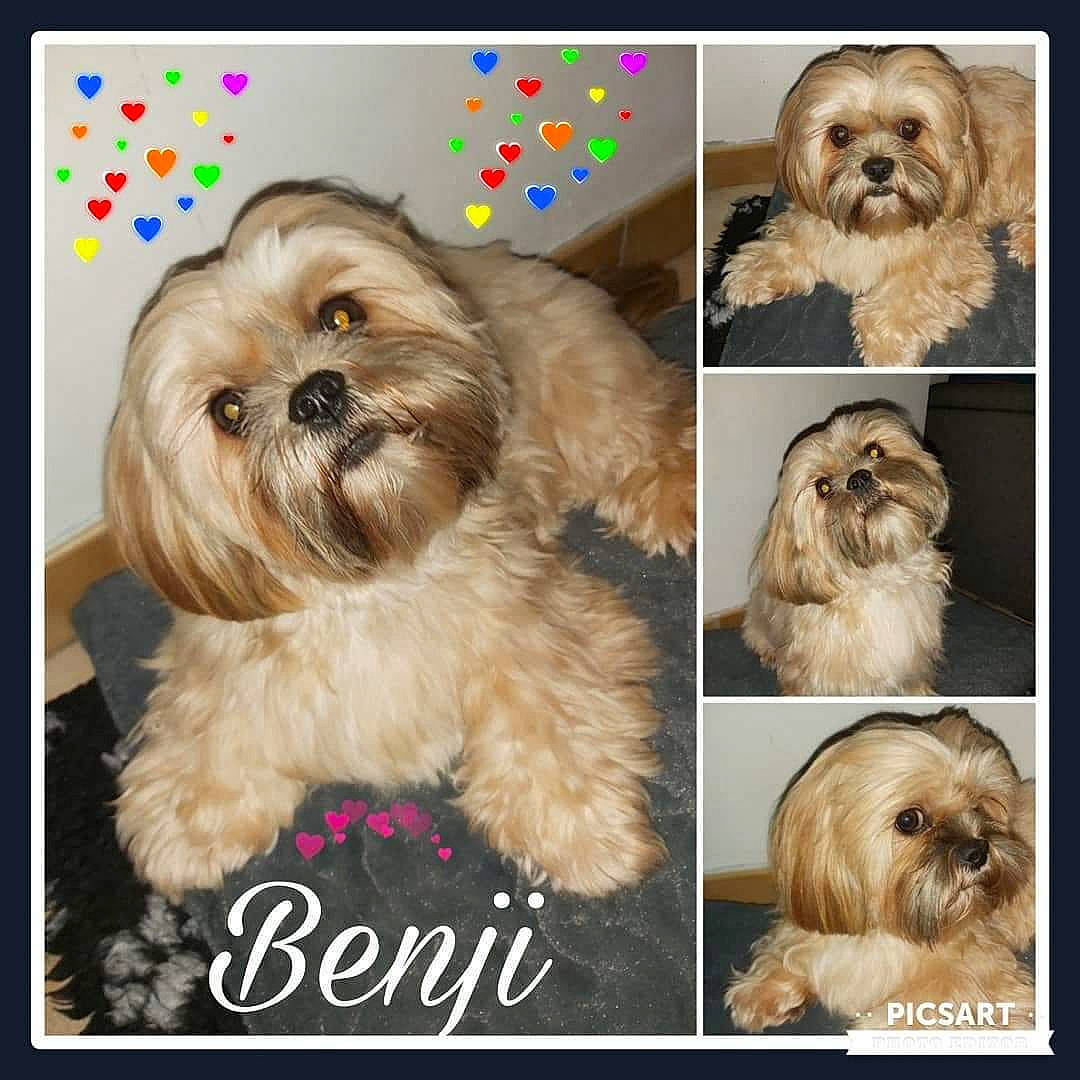 Benji