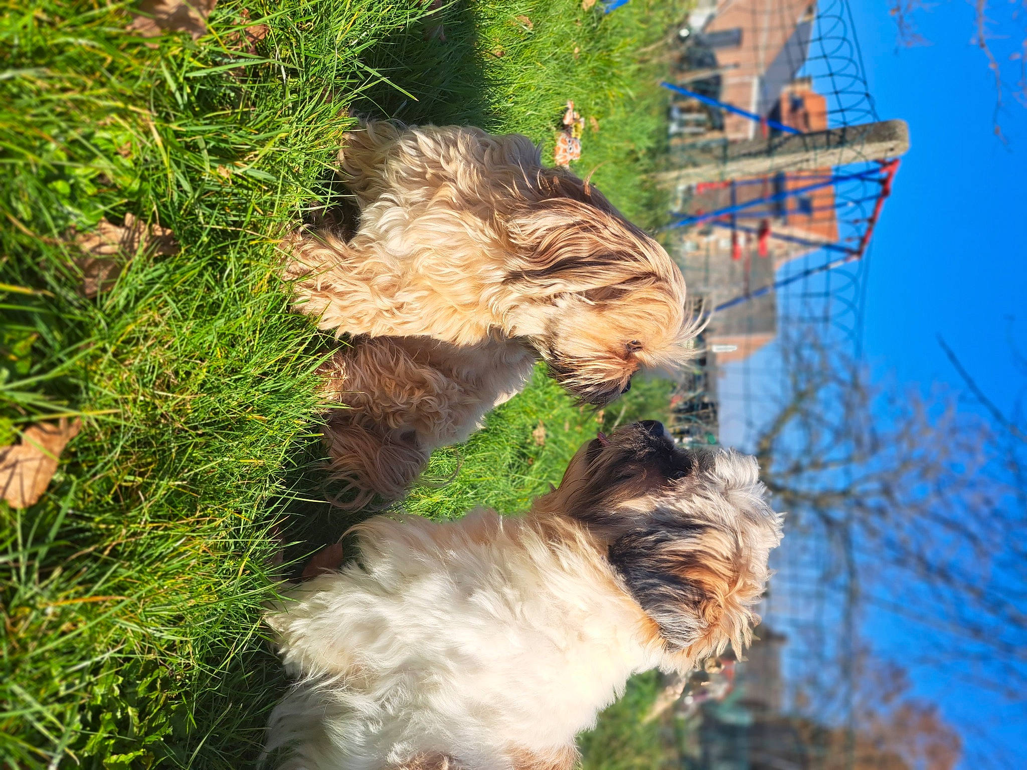 Benji participe au concours pour gagner de l'argent avec cette photo : big_cats, carnivore, companion_dog, dog, dog_breed, fawn, felidae, fur, grass, groundcover, plant, sky, tail, terrestrial_animal, terrier, tree, trunk, twig, whiskers, wood