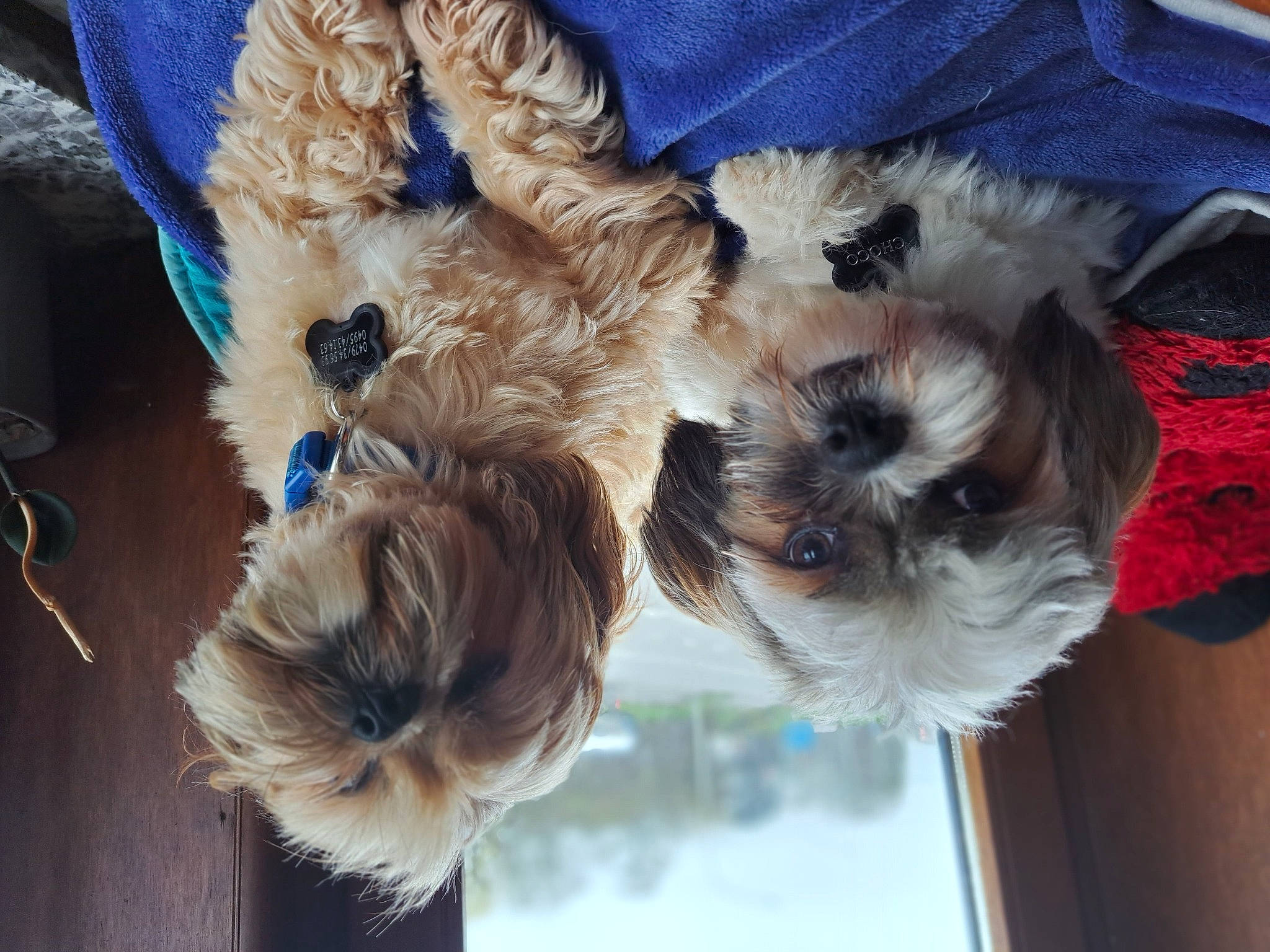 Benji participe au concours pour gagner de l'argent avec cette photo : blue, canidae, carnivore, collar, companion_dog, dog, dog_breed, dog_clothes, dog_collar, dog_supply, fawn, fur, liver, pet_supply, small_terrier, snout, sporting_group, terrier, toy_dog, working_animal