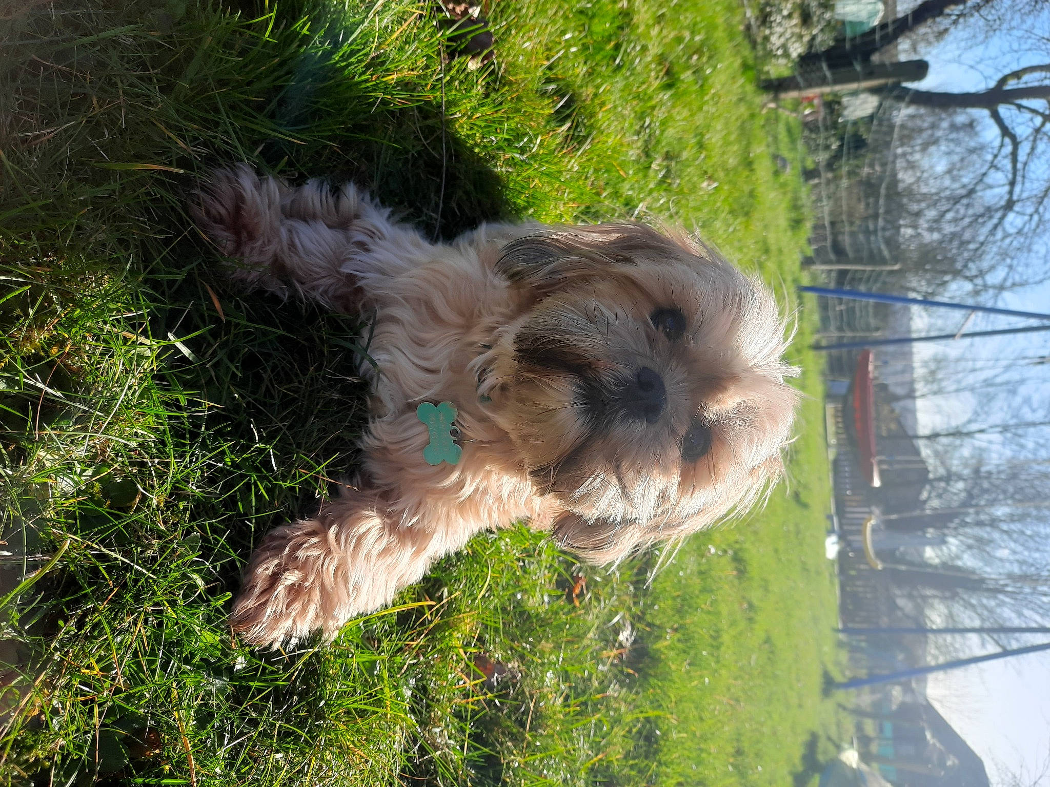 Benji participe au concours pour gagner de l'argent avec cette photo : canidae, carnivore, companion_dog, dog, dog_breed, grass, liver, plant, sky, small_terrier, snout, sporting_group, tail, tennis_ball, terrier, toy_dog, tree, trunk, working_animal, yorkshire_terrier