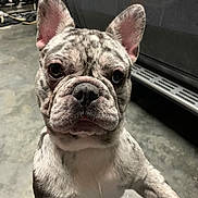 Bugzy joined the competition — help win amazing prizes! brindle, car, close_up, concrete_floor, curiosity, dog, ears, expressive_eyes, french_bulldog, fur, garage, indoor, nose, paws, pet, portrait, puppy, reflection, staring, whiskers