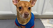 Hershey is registered to the contest to win money with this photo: dog, superman_outfit, pet_clothing, small_dog, brown_dog, indoor, kitchen, mat, tile_floor, ears_up, alert, cute, animal, companion, looking_up, portrait, canine, domestic_animal, costume, superhero