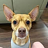 Hershey joined the competition — help win amazing prizes! dog, pet, small_dog, brown_dog, indoor, floor, wooden_floor, couch, furniture, ears, eyes, harness, animal, canine, looking, sitting, close_up, person_knees, home, cute