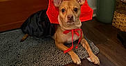 Hershey joined the competition — help win amazing prizes! animal, attentive, black, brown, calm, costume, cute, dog, domestic, ears, floor, home, indoor, looking, pet, red, rug, sitting, small_dog, wooden_door