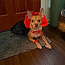 Hershey joined the competition — help win amazing prizes! dog, costume, red, black, small_dog, pet, indoor, wooden_door, rug, floor, ears, animal, looking, calm, home, domestic, cute, sitting, attentive, brown