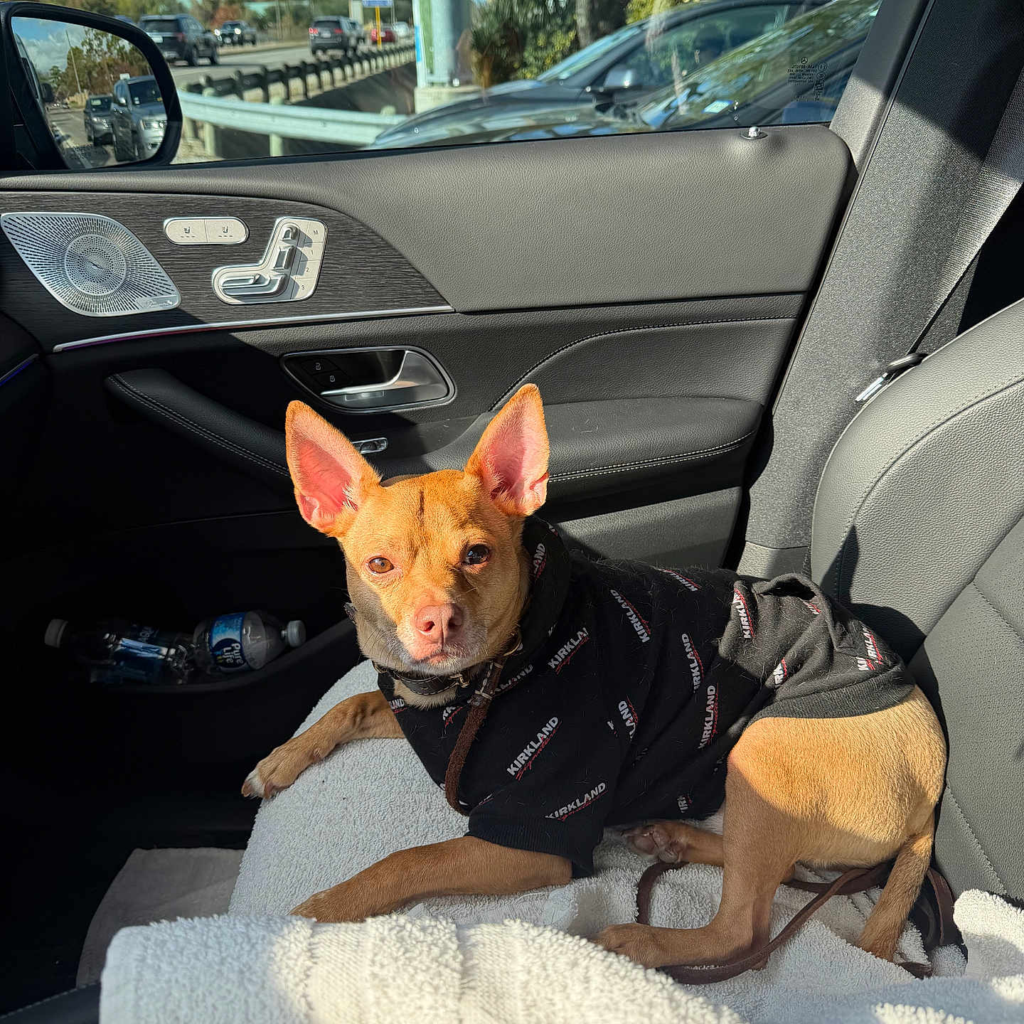 Hershey joined the competition — help win amazing prizes! dog, car_interior, passenger_seat, blanket, hoodie, small_dog, tan_dog, sunlight, window, side_mirror, road, traffic, trees, seatbelt, door_panel, leather_seat, pet, resting, looking_at_camera, daytime
