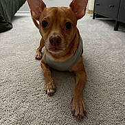 Hershey joined the competition — help win amazing prizes! dog, small_dog, brown_dog, carpet, indoor, pet, ears, vest, furniture, window, floor, looking, curious, animal, paw, nose, cute, companion, home, resting