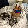 Hershey is registered to the contest to win money with this photo: animal, bed, bedding, blanket, blue_shirt, brown_dog, comforter, cozy, curious, cute, dog, dogs, fur, indoor, lamp, pet, relaxed, resting, sleepy, speckled_dog