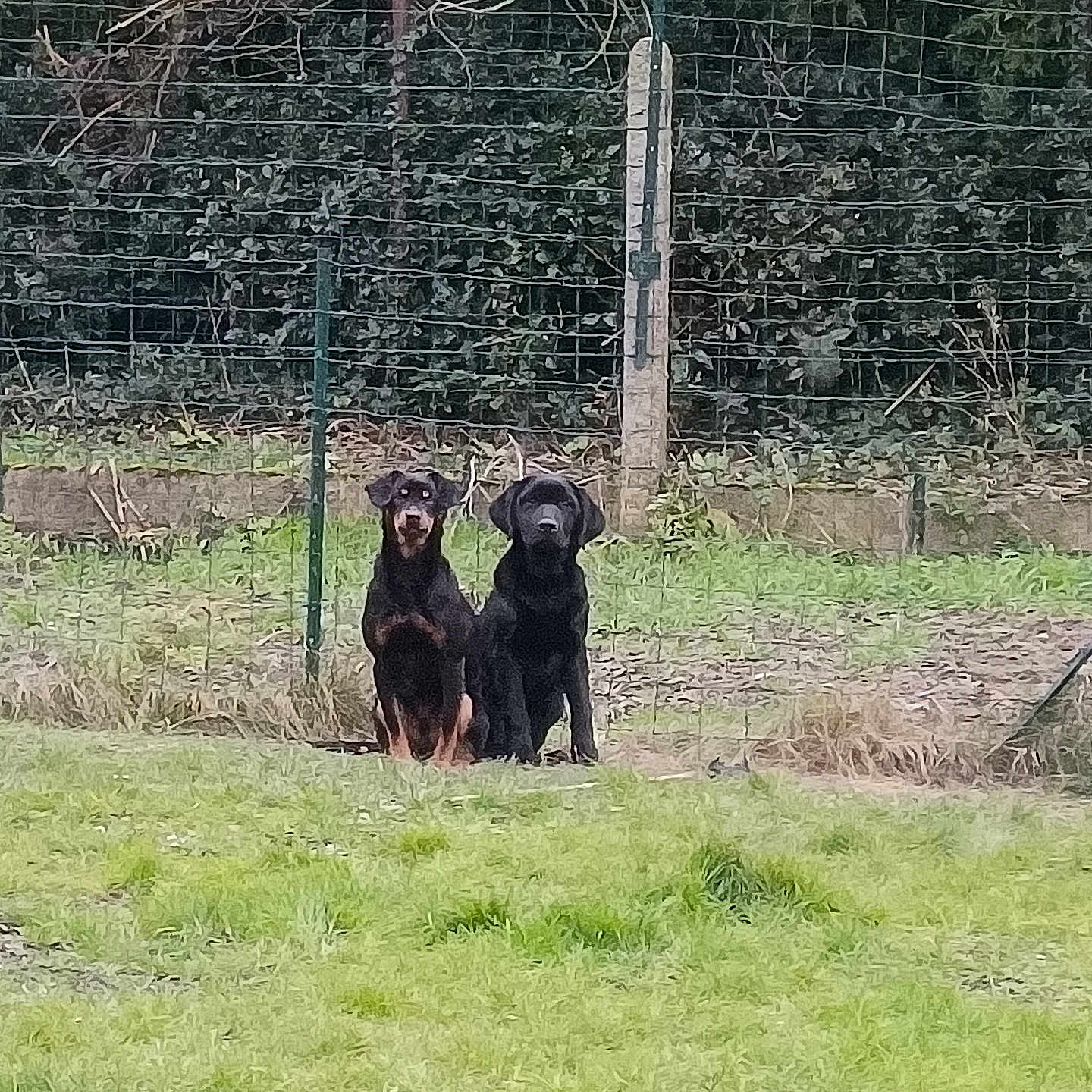 Pépito Et Willow a rejoint le concours — aidez-le/la à gagner de superbes lots ! animal, backyard, canine, cockerspaniel, countryside, dog, field, grass, grassland, hound, labradorretriever, nature, outdoors, pet, plant, pointer, puppy, rural, straw, yard