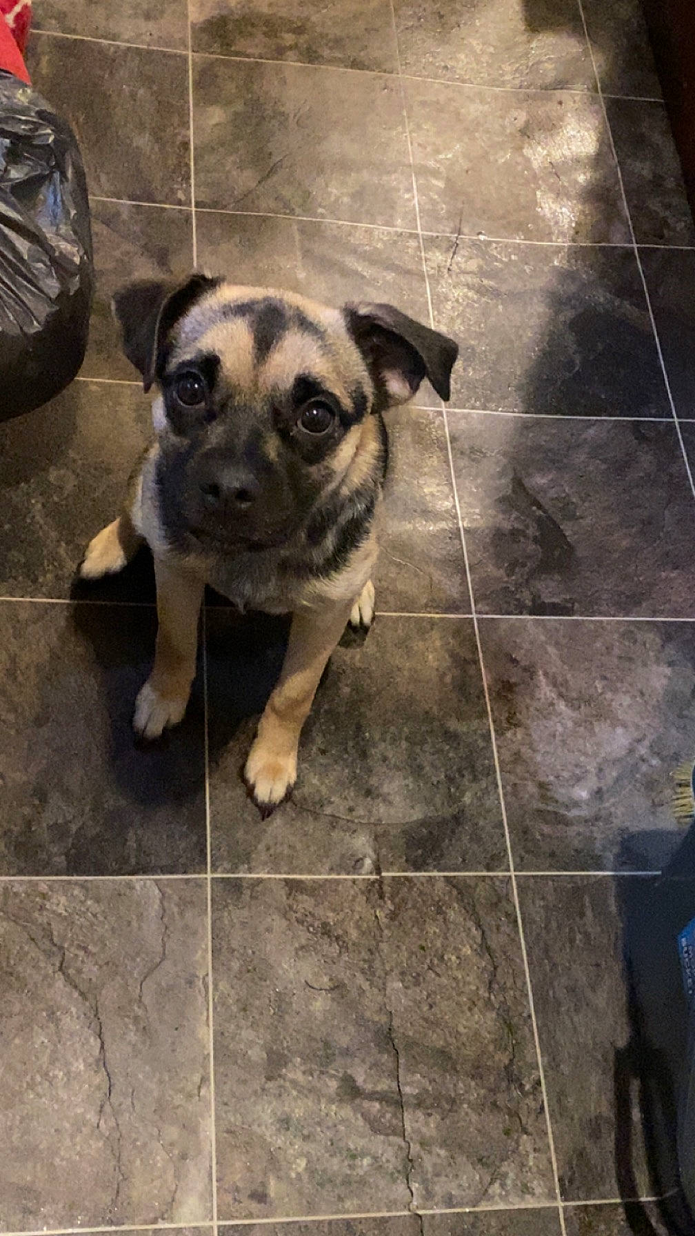 Ada joined the competition — help win amazing prizes! canidae, carnivore, companion_dog, dog, dog_breed, fawn, floor, flooring, fur, hardwood, metal, paw, pet_supply, pug, road_surface, terrestrial_animal, tile_flooring, toy_dog, whiskers, working_animal