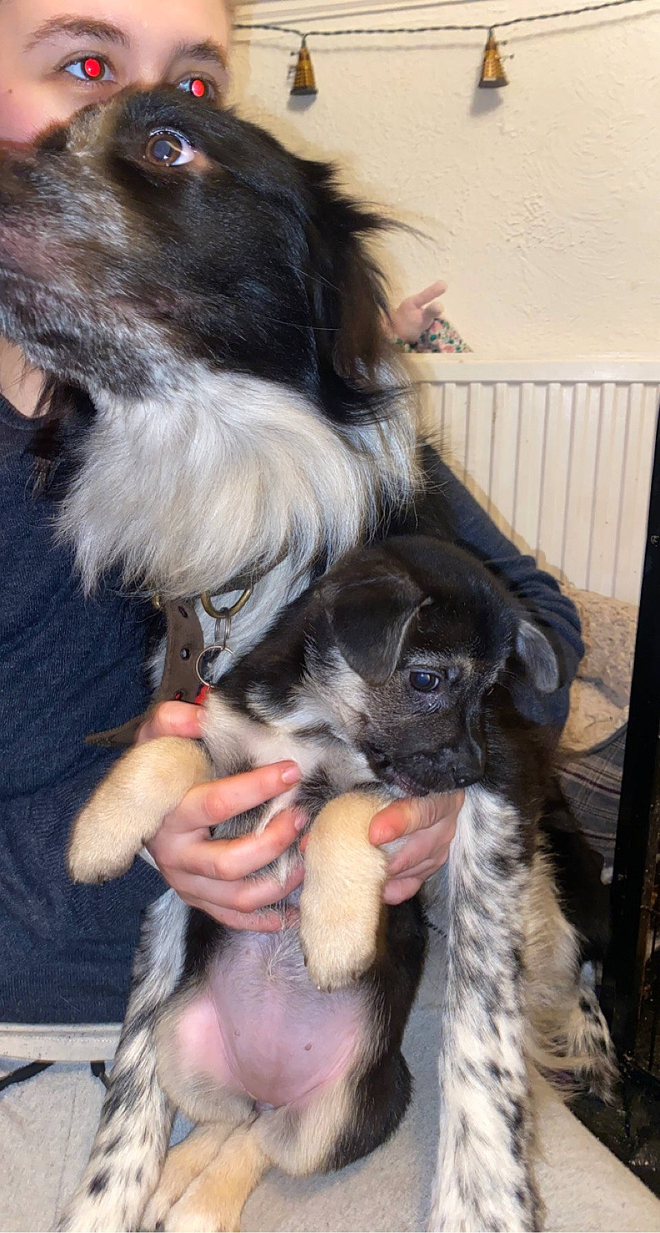 Ada joined the competition — help win amazing prizes! border_collie, canidae, carnivore, collar, companion_dog, dog, dog_breed, dog_supply, ear, fawn, fence, fur, nail, paw, snout, sporting_group, whiskers, working_animal, working_dog