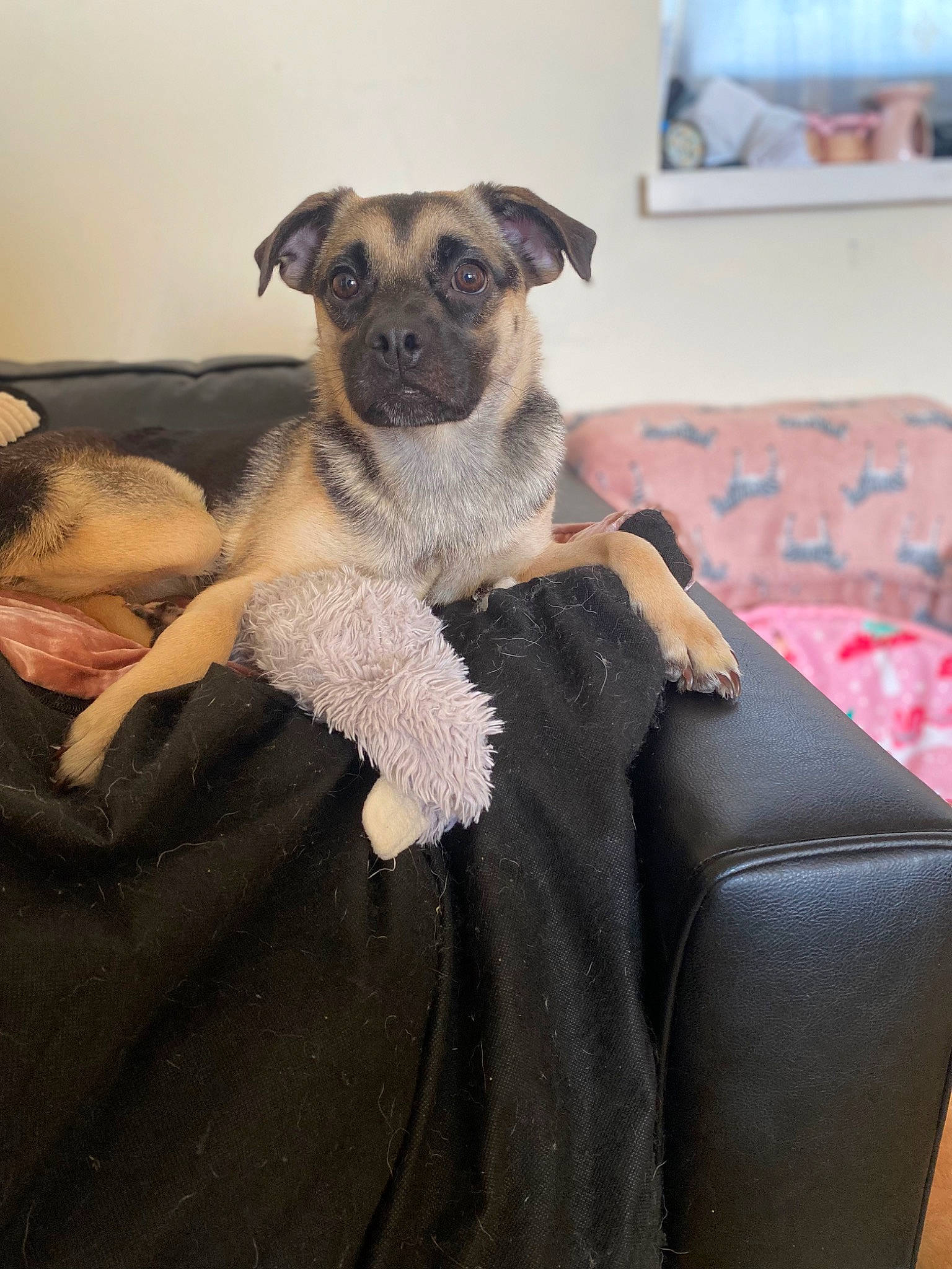 Ada is registered to the contest to win money with this photo: canidae, carnivore, comfort, companion_dog, couch, dog, dog_breed, fawn, fur, grey, linens, paw, room, sitting, sporting_group, terrestrial_animal, toy_dog, whiskers, wildlife