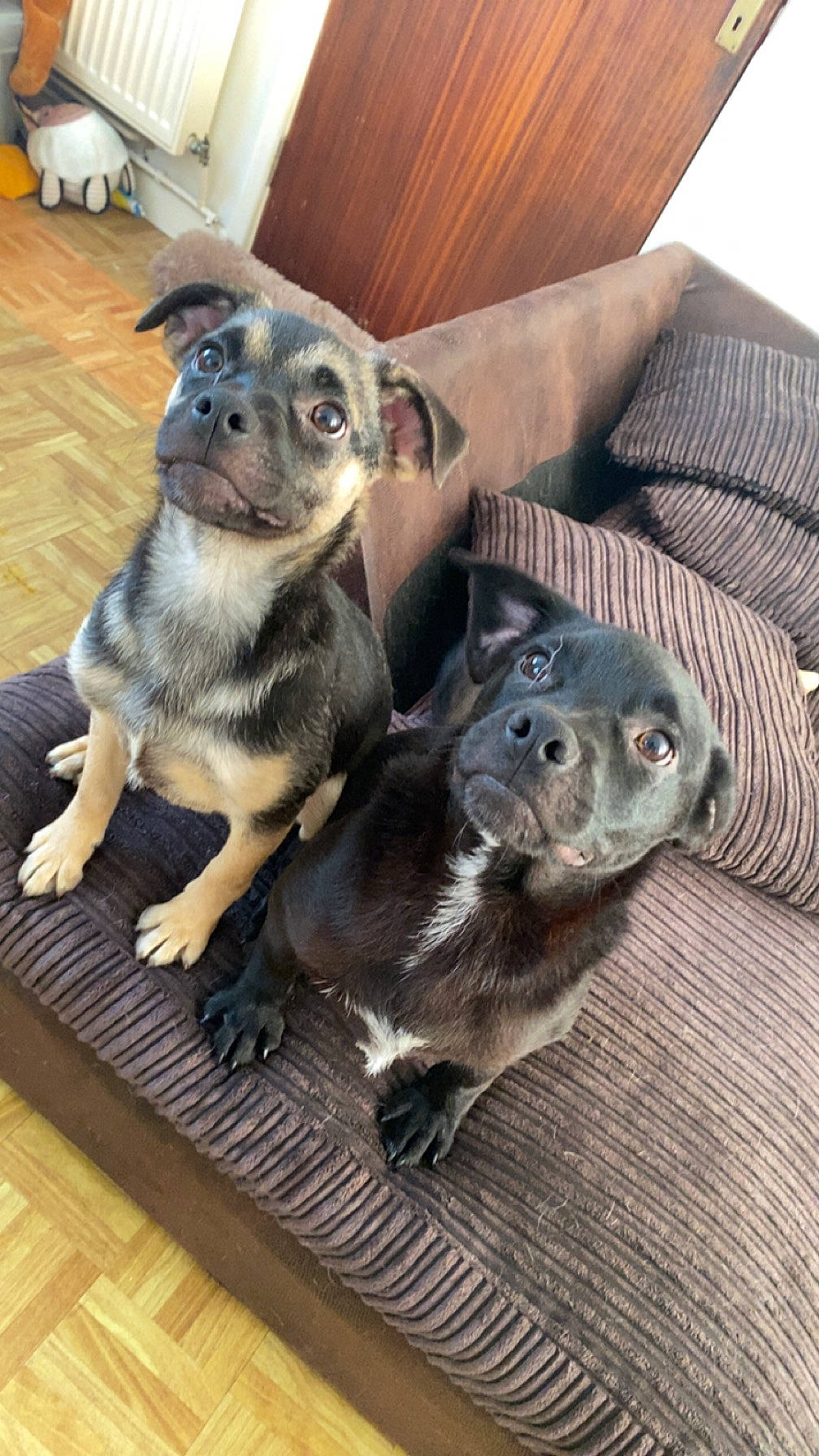 Ada is registered to the contest to win money with this photo: canidae, carnivore, comfort, companion_dog, dog, dog_breed, fawn, flooring, fur, grey, hardwood, metal, paw, pet_supply, sporting_group, toy_dog, whiskers, wood, working_animal, working_dog