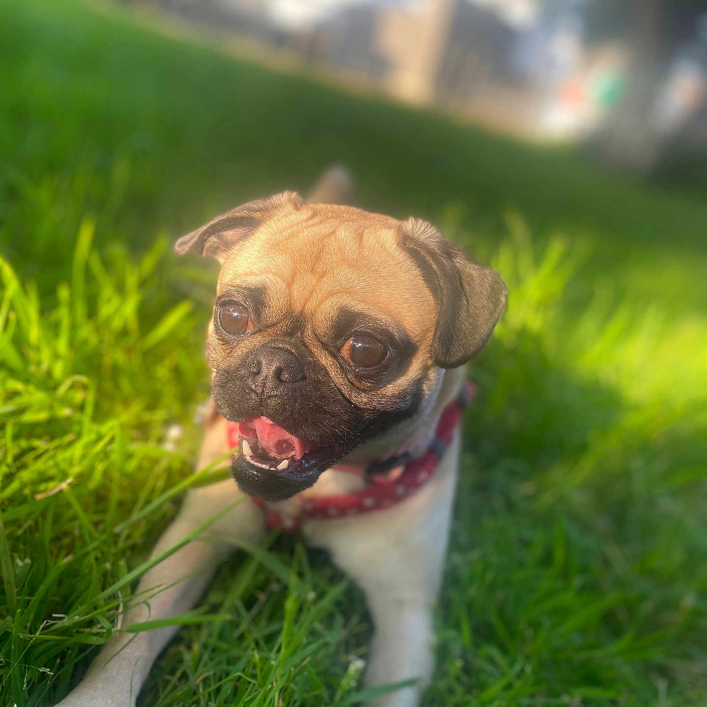 Nala is registered to the contest to win money with this photo: animal, boxer, bulldog, canine, dog, face, field, frenchbulldog, grass, grassland, green, head, lawn, person, pet, photography, plant, portrait, pug, puppy