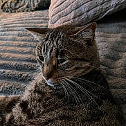 Nougat Dit Nounou a rejoint le concours — aidez-le/la à gagner de superbes lots ! animal, blanket, cat, closeup, comfort, cozy, ears, feline, fur, home, indoor, mammal, pet, relaxing, resting, soft, striped, tabby, texture, whiskers