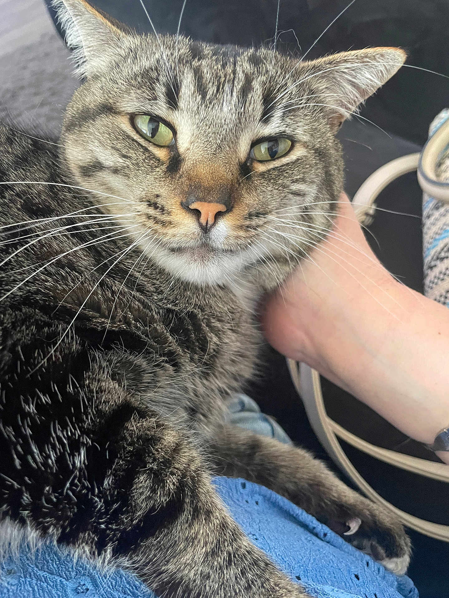 Nougat Dit Nounou a rejoint le concours — aidez-le/la à gagner de superbes lots ! animal, cat, close_up, comfort, cozy, cute, domestic_animal, feline, fur, green_eyes, human_hand, indoor, lap, pet, portrait, relaxed, resting, soft_light, tabby, whiskers