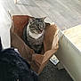 Nougat Dit Nounou participe au concours pour gagner de l'argent avec cette photo : brown, cat, cozy, curious, domestic_animal, ears, floor, furniture, gray, indoor, legs, paper_bag, pet, rug, sitting, striped, tabby, tail, whiskers, wooden_floor