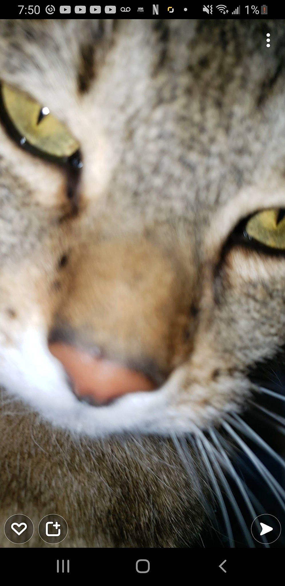 Marilyn joined the competition — help win amazing prizes! bobcat, carnivore, cat, claw, close_up, domestic_short_haired_cat, fang, felidae, fur, mammal, paw, small_to_medium_sized_cats, snout, terrestrial_animal, whiskers, wildlife, yawn