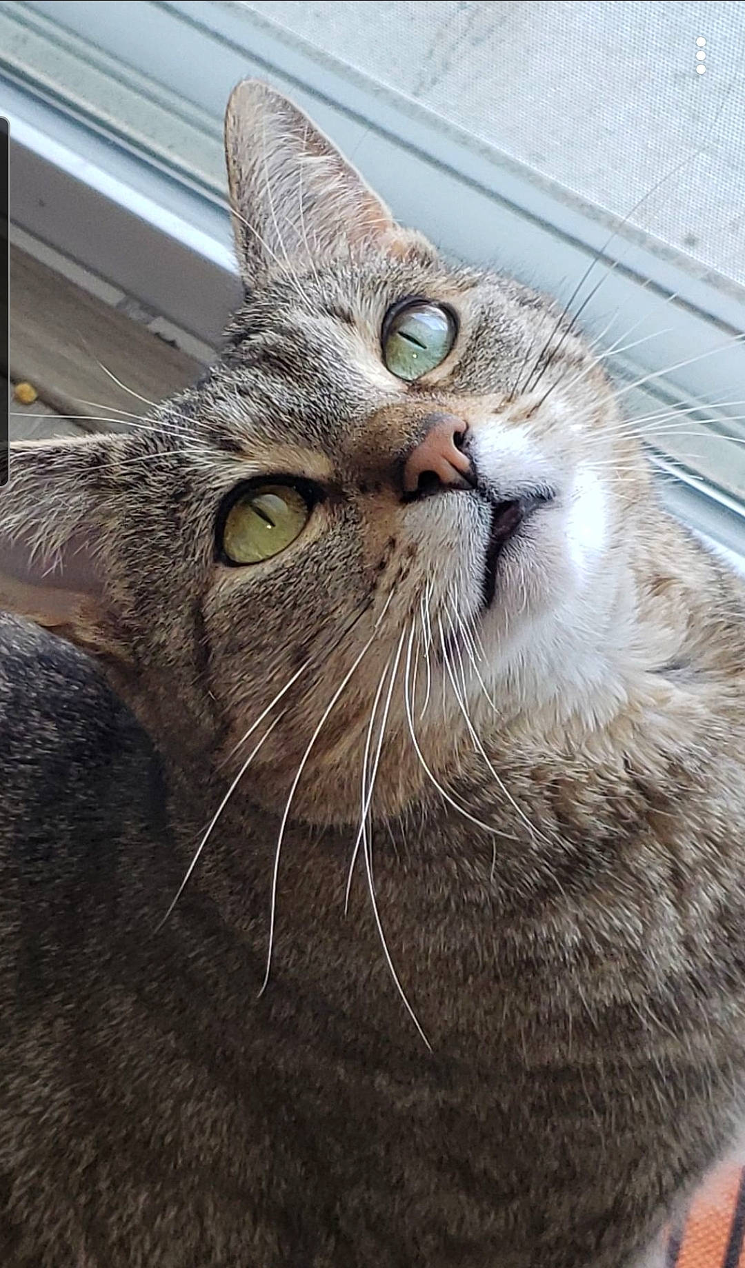 Marilyn is registered to the contest to win money with this photo: carnivore, cat, claw, close_up, domestic_short_haired_cat, felidae, fur, paw, small_to_medium_sized_cats, snout, terrestrial_animal, whiskers, wildlife, window