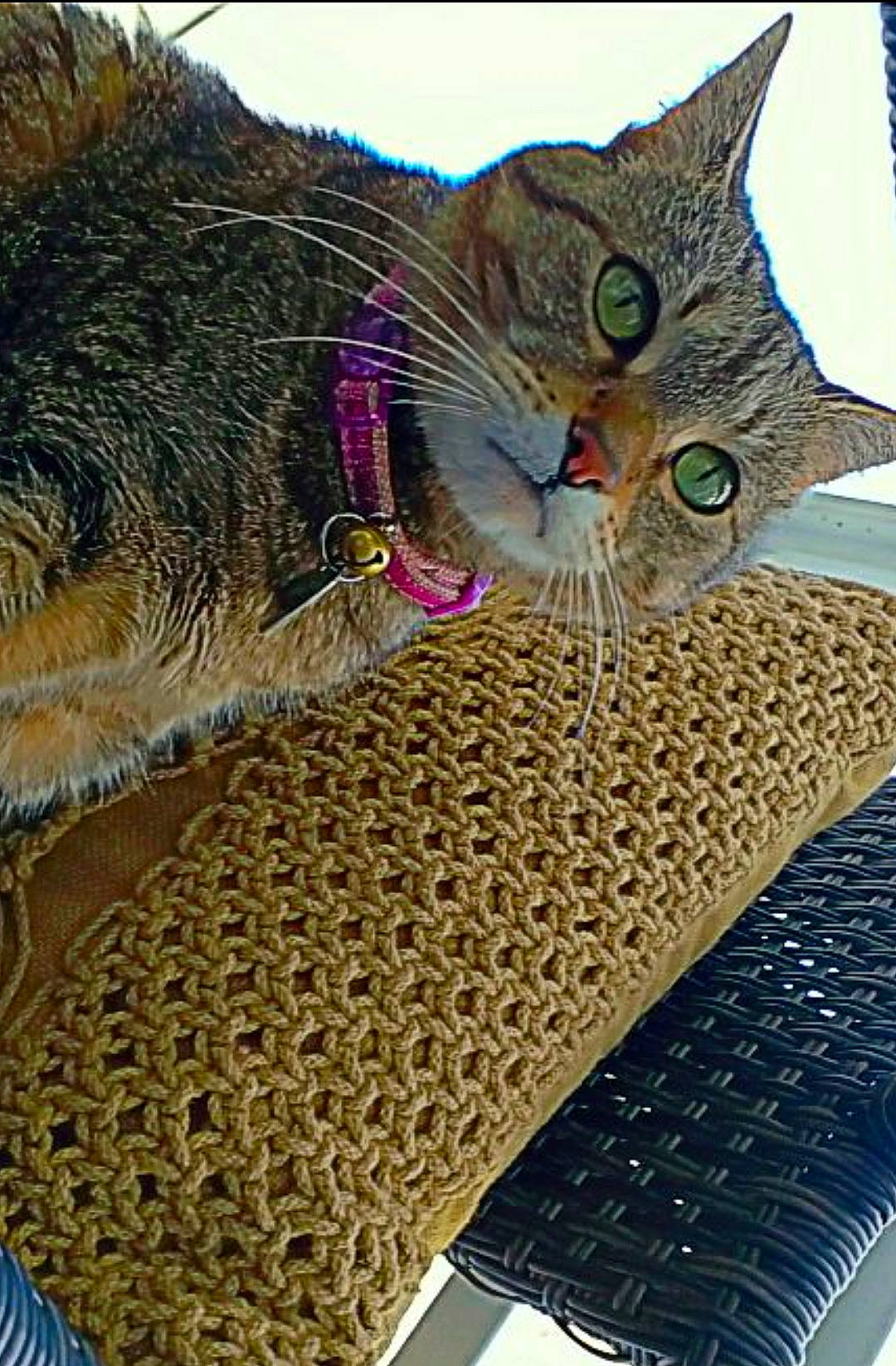 Marilyn is registered to the contest to win money with this photo: basket, carnivore, cat, domestic_short_haired_cat, drinkware, fashion_accessory, felidae, fur, grass, input_device, linens, mat, pattern, sky, small_to_medium_sized_cats, space_bar, terrestrial_animal, textile, whiskers, wicker