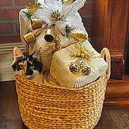 Mischief is registered to the contest to win money with this photo: cat, basket, gift, flower, decor, wood_floor, brick_wall, calico_cat, indoor, holiday, wrapped_gifts, white_flower, curious, cozy, ornament, plant, decoration, pet, container, festive