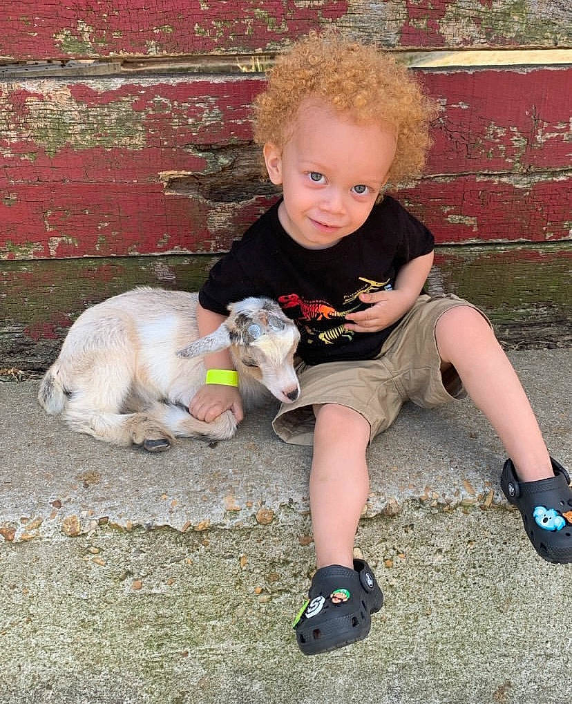 Shawn joined the competition — help win amazing prizes! carnivore, companion_dog, dog_breed, fawn, fun, grass, happy, human_body, human_leg, knee, lap, leg, leisure, person, recreation, shorts, sneakers, t_shirt, tail, thigh