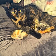 Darkie joined the competition — help win amazing prizes! animal_portrait, bed, bedding, blanket, cat, cozy, ears, fur, home, indoors, kitten, lying_down, newborn_kitten, pet, relaxed, sleeping, sunlight, tortoiseshell_cat, whiskers, yellow_eyes
