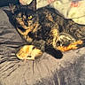 animal_portrait, bed, bedding, blanket, cat, cozy, ears, fur, home, indoors, kitten, lying_down, newborn_kitten, pet, relaxed, sleeping, sunlight, tortoiseshell_cat, whiskers, yellow_eyes