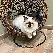 Uciole a rejoint le concours — aidez-le/la à gagner de superbes lots ! cat, fluffy, blue_eyes, woven_chair, circular_chair, indoor, wooden_floor, cushion, relaxed, pet, animal, cozy, furniture, resting, cute, domestic, mammal, feline, house_pet, comfort