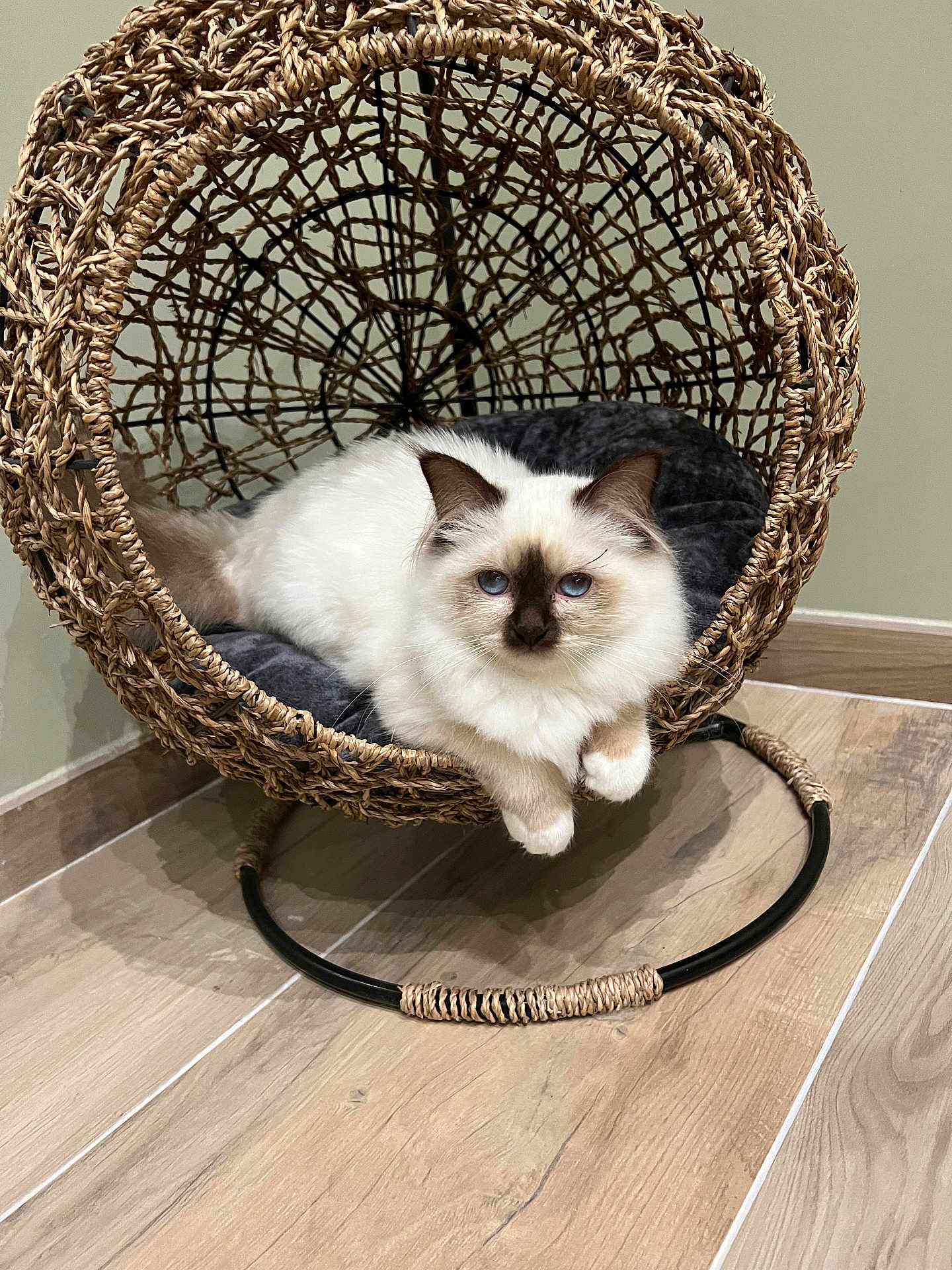 Uciole a rejoint le concours — aidez-le/la à gagner de superbes lots ! cat, fluffy, blue_eyes, woven_chair, circular_chair, indoor, wooden_floor, cushion, relaxed, pet, animal, cozy, furniture, resting, cute, domestic, mammal, feline, house_pet, comfort