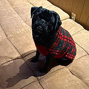 Louie is registered to the contest to win money with this photo: dog, pug, pet, indoor, couch, sweater, black_dog, plaid, cozy, furniture, canine, cute, animal, portrait, companion, domestic_animal, looking_up, seated, soft_lighting, shadow