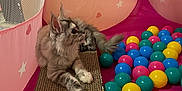 Vaïna participe au concours pour gagner de l'argent avec cette photo : cat, tabby, scratch_pad, pink_playpen, plastic_balls, indoor, pet, feline, curious, fluffy, toys, colorful, resting, play_area, animal, young_cat, relaxed, whiskers, ears, tail