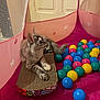 cat, tabby, scratch_pad, pink_playpen, plastic_balls, indoor, pet, feline, curious, fluffy, toys, colorful, resting, play_area, animal, young_cat, relaxed, whiskers, ears, tail