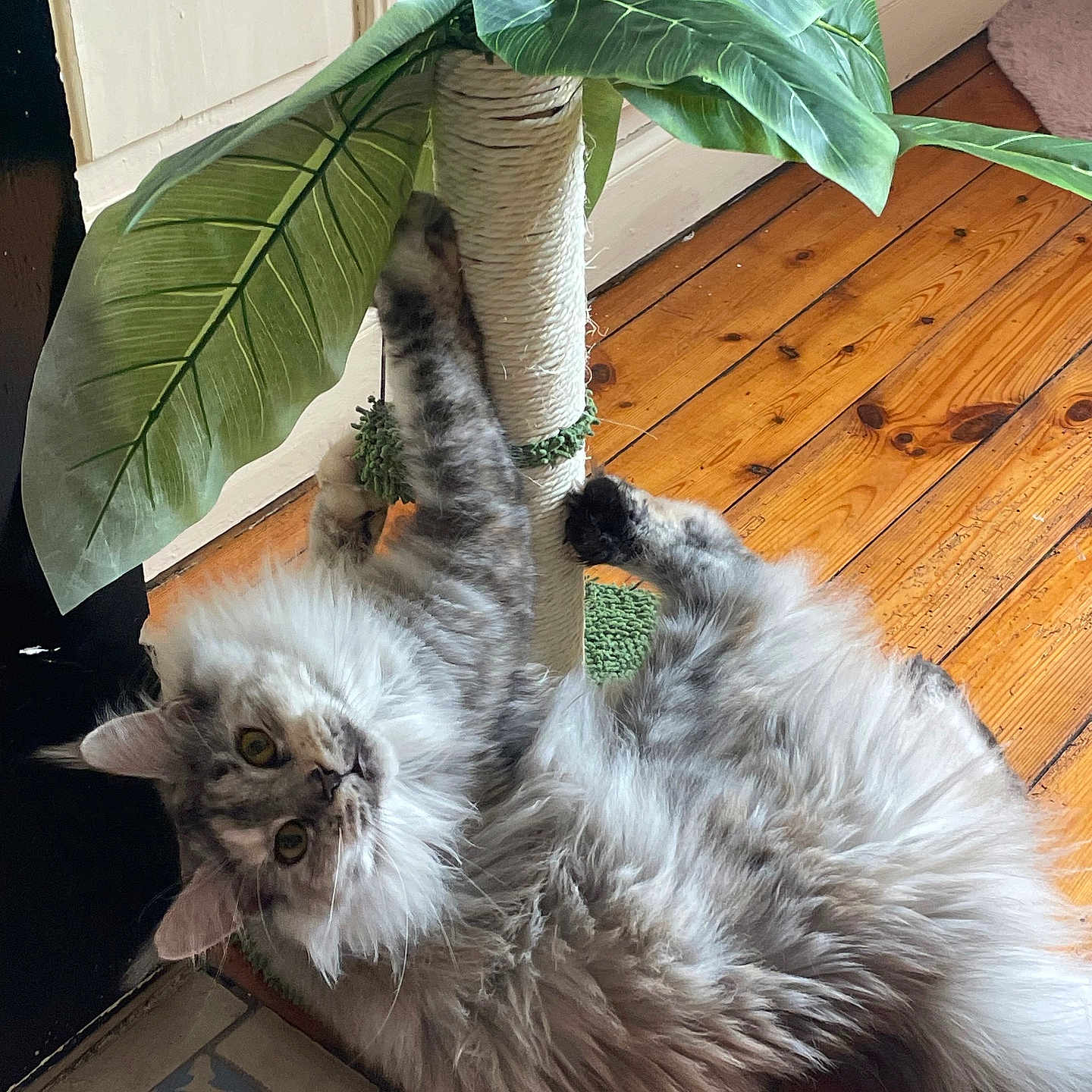 Vaïna a rejoint le concours — aidez-le/la à gagner de superbes lots ! animal, cat, claws, curious, cute, domestic, feline, floor_tiles, fluffy, gray_cat, household, indoor, leaves, pet, plant, playful, relaxed, scratching_post, toy, wooden_floor