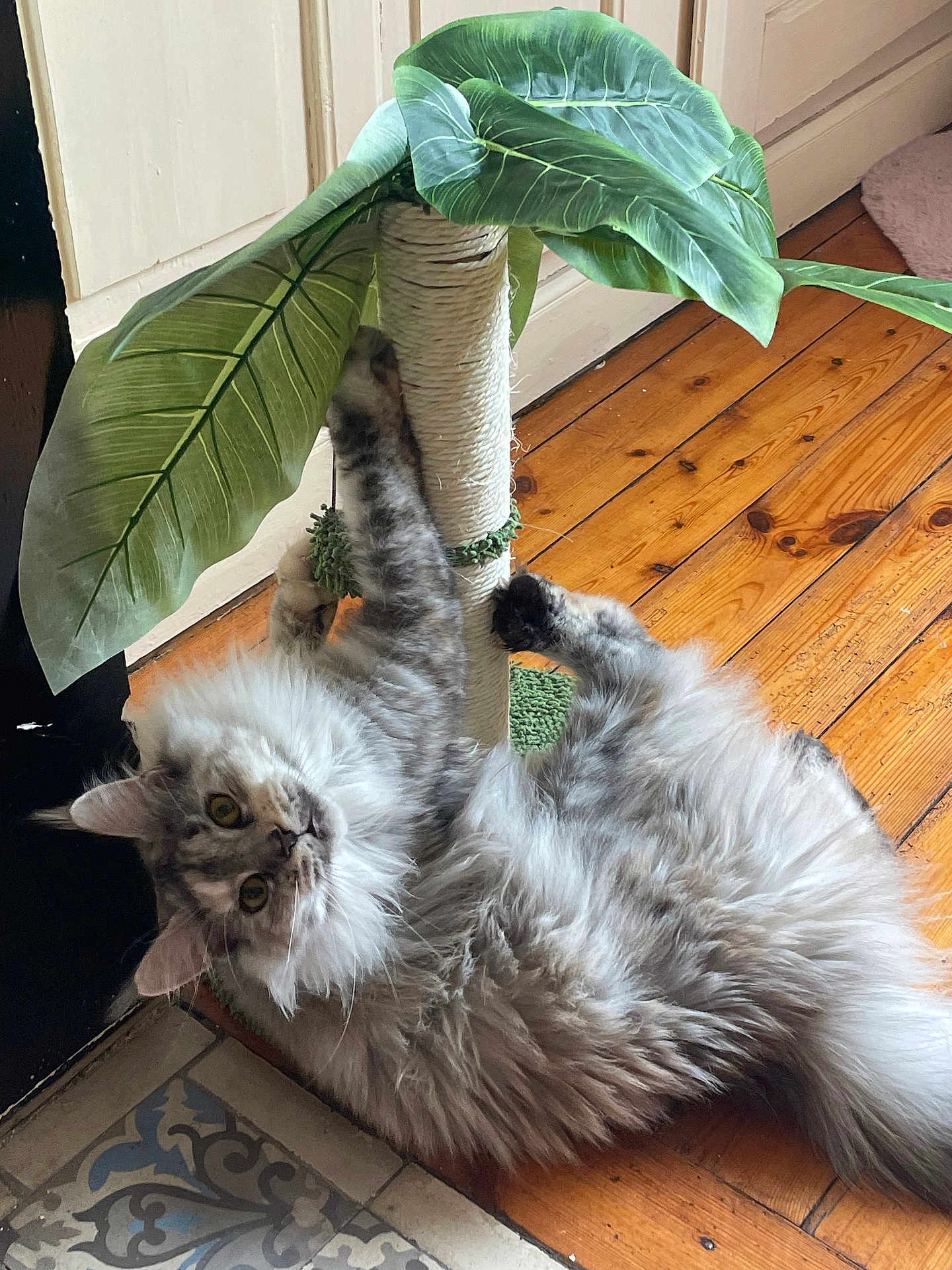 Vaïna a rejoint le concours — aidez-le/la à gagner de superbes lots ! cat, fluffy, gray_cat, indoor, wooden_floor, scratching_post, plant, leaves, pet, playful, curious, feline, household, floor_tiles, relaxed, claws, toy, animal, domestic, cute