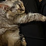 Vaïna a rejoint le concours — aidez-le/la à gagner de superbes lots ! kitten, sleeping, cat, fur, paw, person, lap, black_clothing, indoor, cozy, resting, pet, animal, cute, feline, stretching, closeup, soft, relaxed, domestic_animal