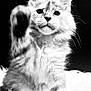 Vaïna a rejoint le concours — aidez-le/la à gagner de superbes lots ! kitten, cat, paw, furry, black_and_white, fluffy, pet, animal, cute, whiskers, soft, feline, indoor, closeup, portrait, sitting, young, adorable, fuzz, playful