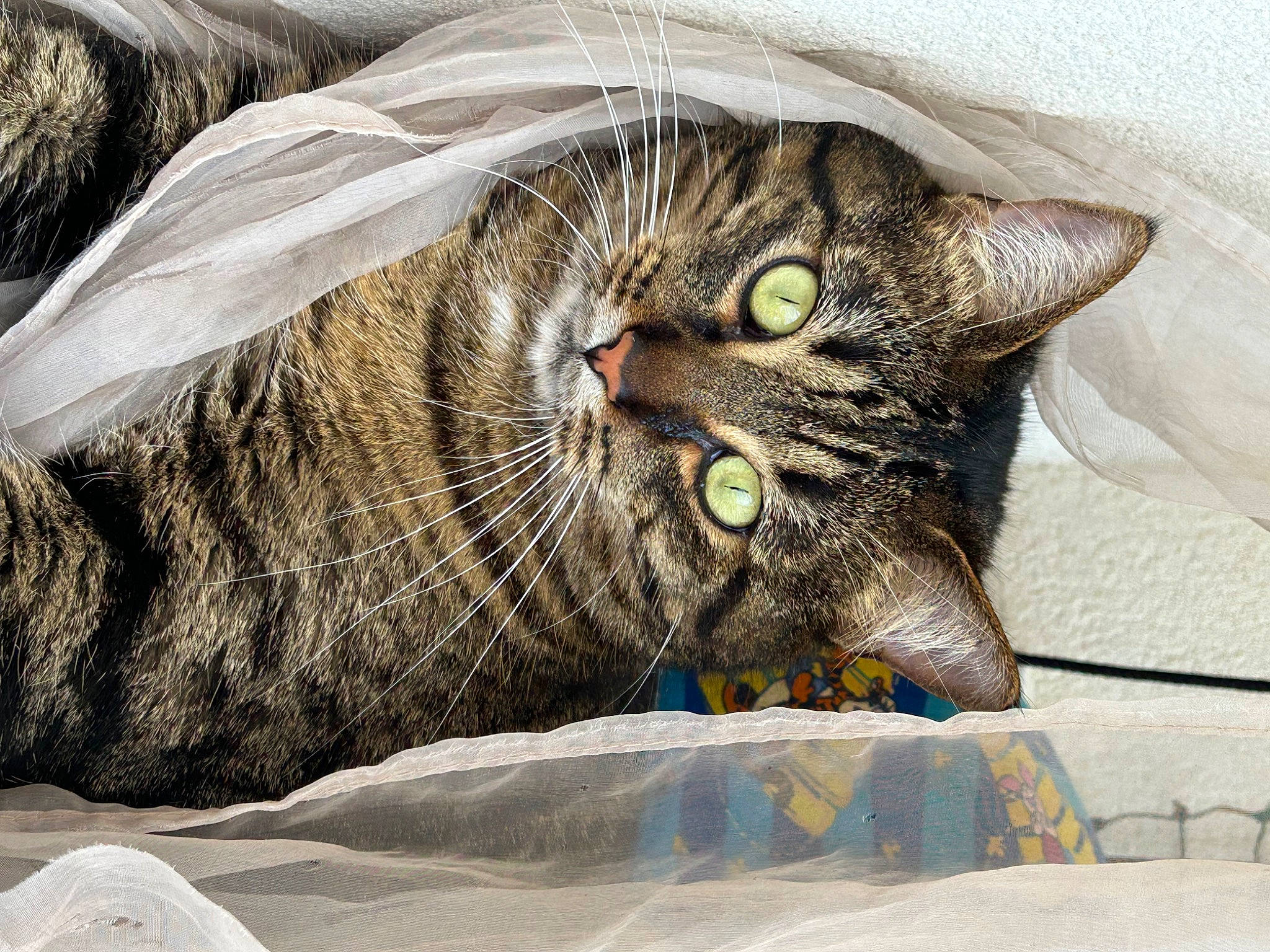 Bandit a rejoint le concours — aidez-le/la à gagner de superbes lots ! carnivore, cat, claw, comfort, domestic_short_haired_cat, felidae, fur, grass, grey, paw, small_to_medium_sized_cats, snout, terrestrial_animal, whiskers