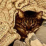 Bandit participe au concours pour gagner de l'argent avec cette photo : animal, blanket, cat, comfort, cozy, cute, eyes, fabric, fur, hidden, indoor, knit, pattern, pet, resting, soft, striped, tabby, warm, whiskers