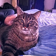 Bandit a rejoint le concours — aidez-le/la à gagner de superbes lots ! animal, bed, blanket, cat, comfort, cozy, curious, ears, feline, fur, home, indoor, looking, pet, relaxed, resting, soft, striped, tabby, whiskers