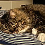 animal, bedroom, cat, closeup, cozy, cute, domestic, ears, eyes, feline, fluffy, fur, indoor, pet, relaxed, resting, striped_pillow, tabby, whiskers, white_paws