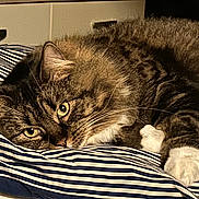 Chipie participe au concours pour gagner de l'argent avec cette photo : animal, bedroom, cat, closeup, cozy, cute, domestic, ears, eyes, feline, fluffy, fur, indoor, pet, relaxed, resting, striped_pillow, tabby, whiskers, white_paws