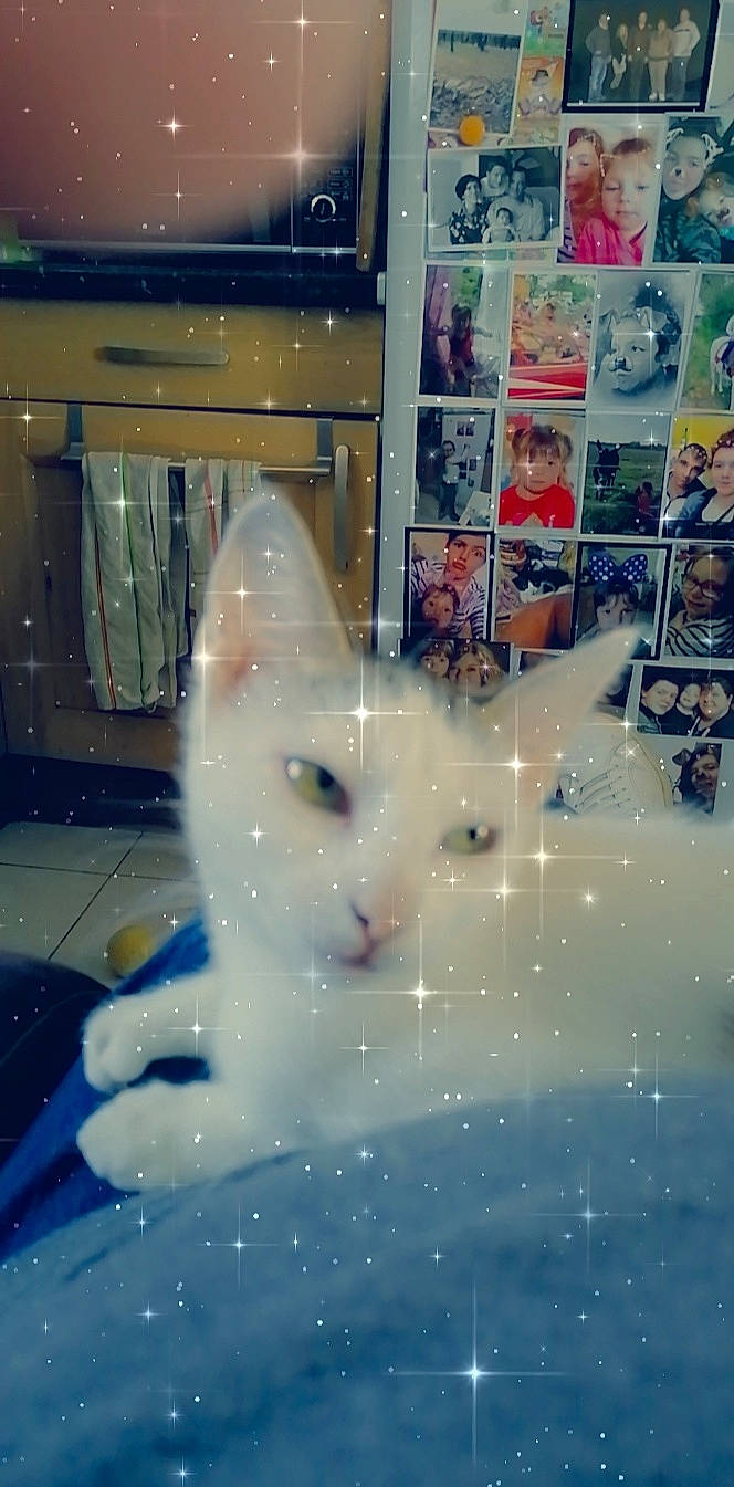 Couik a rejoint le concours — aidez-le/la à gagner de superbes lots ! carnivore, cat, felidae, khao_manee, kitten, small_to_medium_sized_cats, snapshot, tail, turkish_angora, turkish_van, whiskers