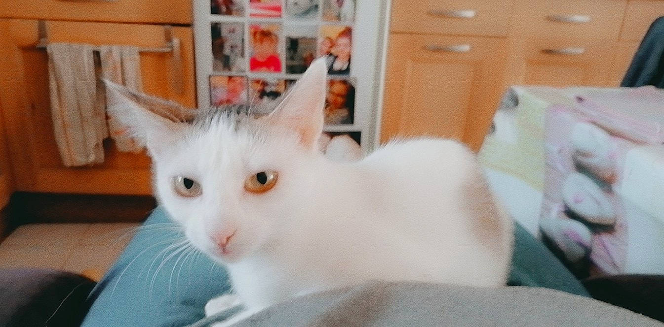 Couik a rejoint le concours — aidez-le/la à gagner de superbes lots ! aegean_cat, american_curl, asian, burmilla, carnivore, cat, domestic_short_haired_cat, felidae, khao_manee, kitten, mammal, napoleon_cat, polydactyl_cat, ragamuffin, ragdoll, small_to_medium_sized_cats, turkish_angora, turkish_van, vertebrate, whiskers