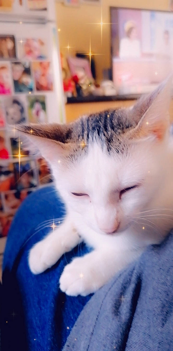 Couik a rejoint le concours — aidez-le/la à gagner de superbes lots ! aegean_cat, american_wirehair, asian, carnivore, cat, domestic_short_haired_cat, ear, european_shorthair, felidae, fur, kitten, nose, small_to_medium_sized_cats, snapshot, snout, turkish_van, whiskers