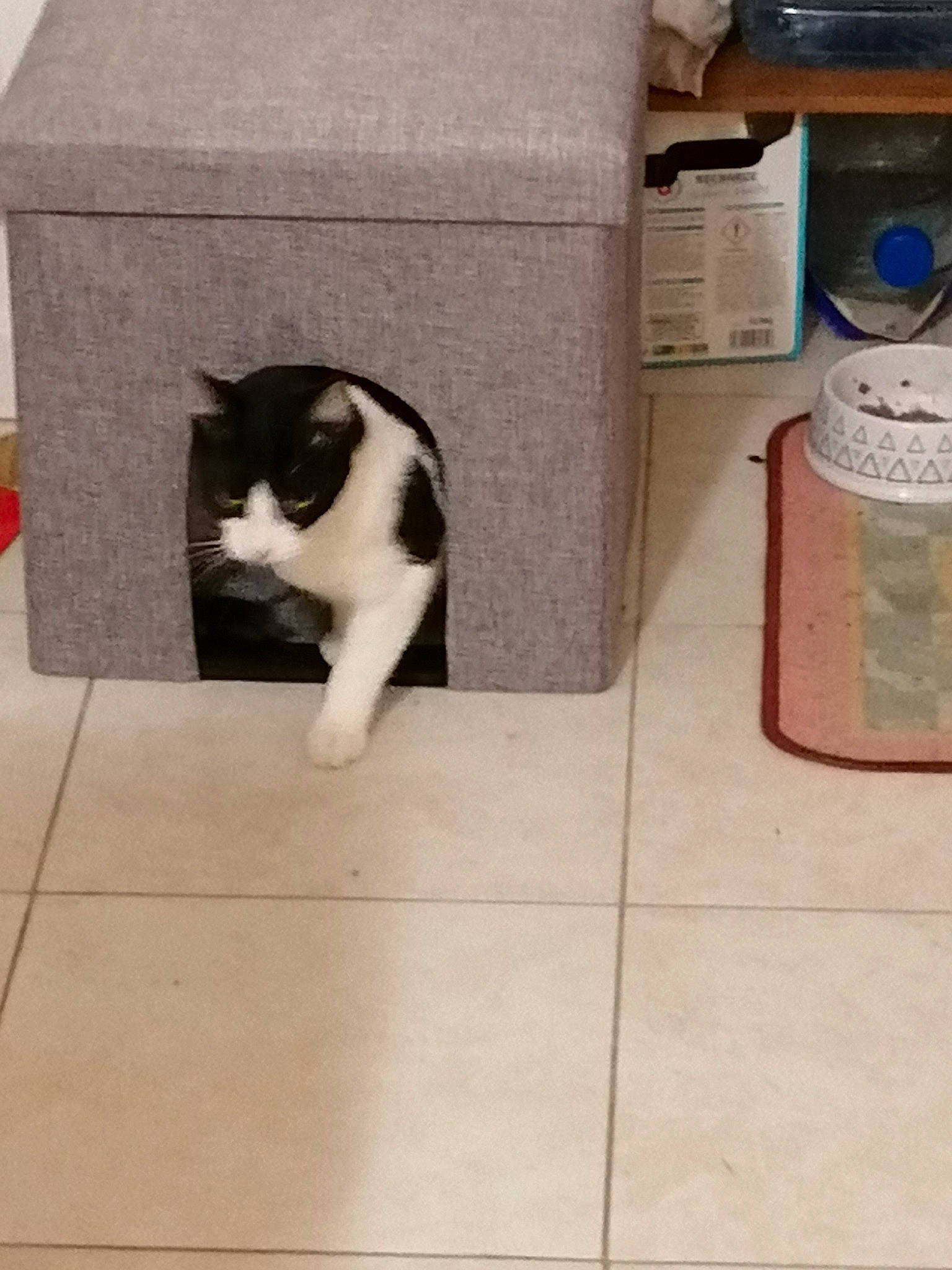 Poufette participe au concours pour gagner de l'argent avec cette photo : box, cardboard, carnivore, carton, cat, domestic_short_haired_cat, european_shorthair, felidae, floor, flooring, kitten, litter_box, paper_product, polydactyl_cat, small_to_medium_sized_cats, table, tail, tile, whiskers