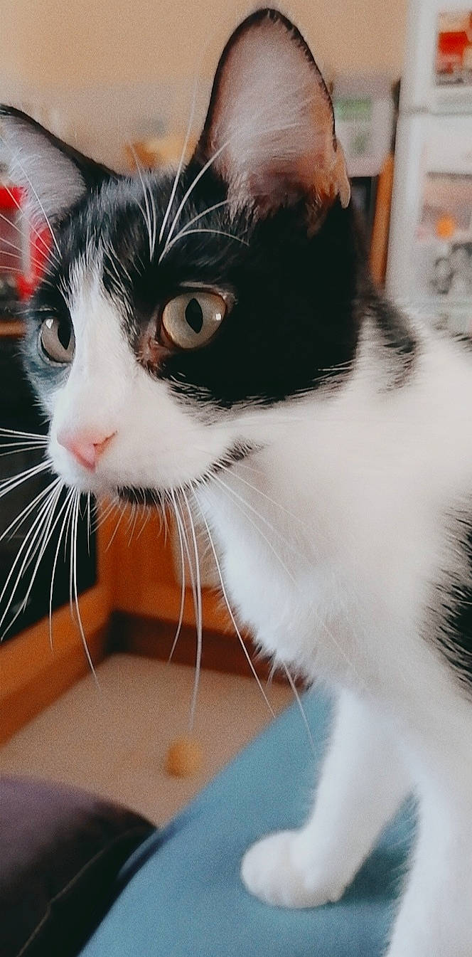 Poufette a rejoint le concours — aidez-le/la à gagner de superbes lots ! aegean_cat, american_wirehair, black_and_white, carnivore, cat, domestic_short_haired_cat, ear, eye, felidae, fur, japanese_bobtail, kitten, mammal, nose, polydactyl_cat, small_to_medium_sized_cats, snout, tail, whiskers