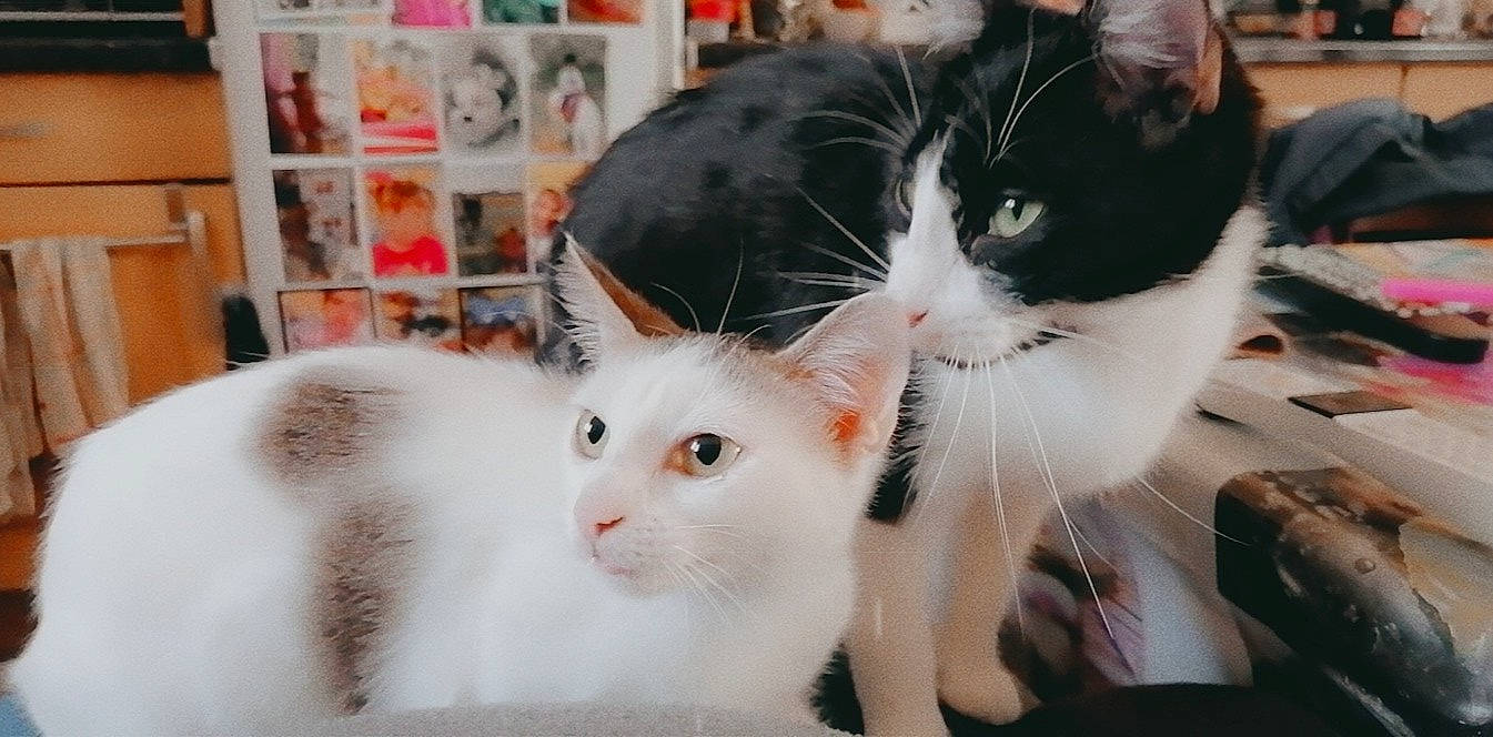 Poufette participe au concours pour gagner de l'argent avec cette photo : aegean_cat, american_curl, american_wirehair, carnivore, cat, cymric, domestic_long_haired_cat, domestic_short_haired_cat, felidae, japanese_bobtail, kitten, mammal, norwegian_forest_cat, polydactyl_cat, ragamuffin, small_to_medium_sized_cats, turkish_angora, turkish_van, vertebrate, whiskers